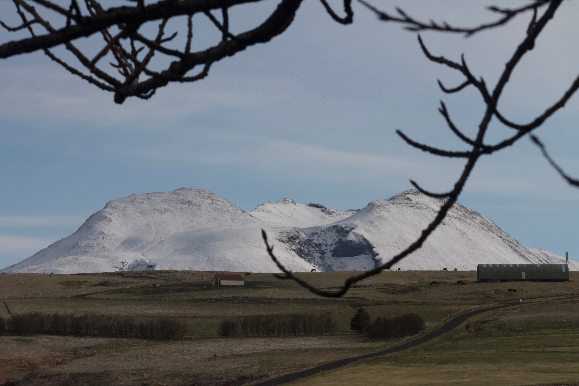 Snow-capped Icelandic mountain framed by bare branches