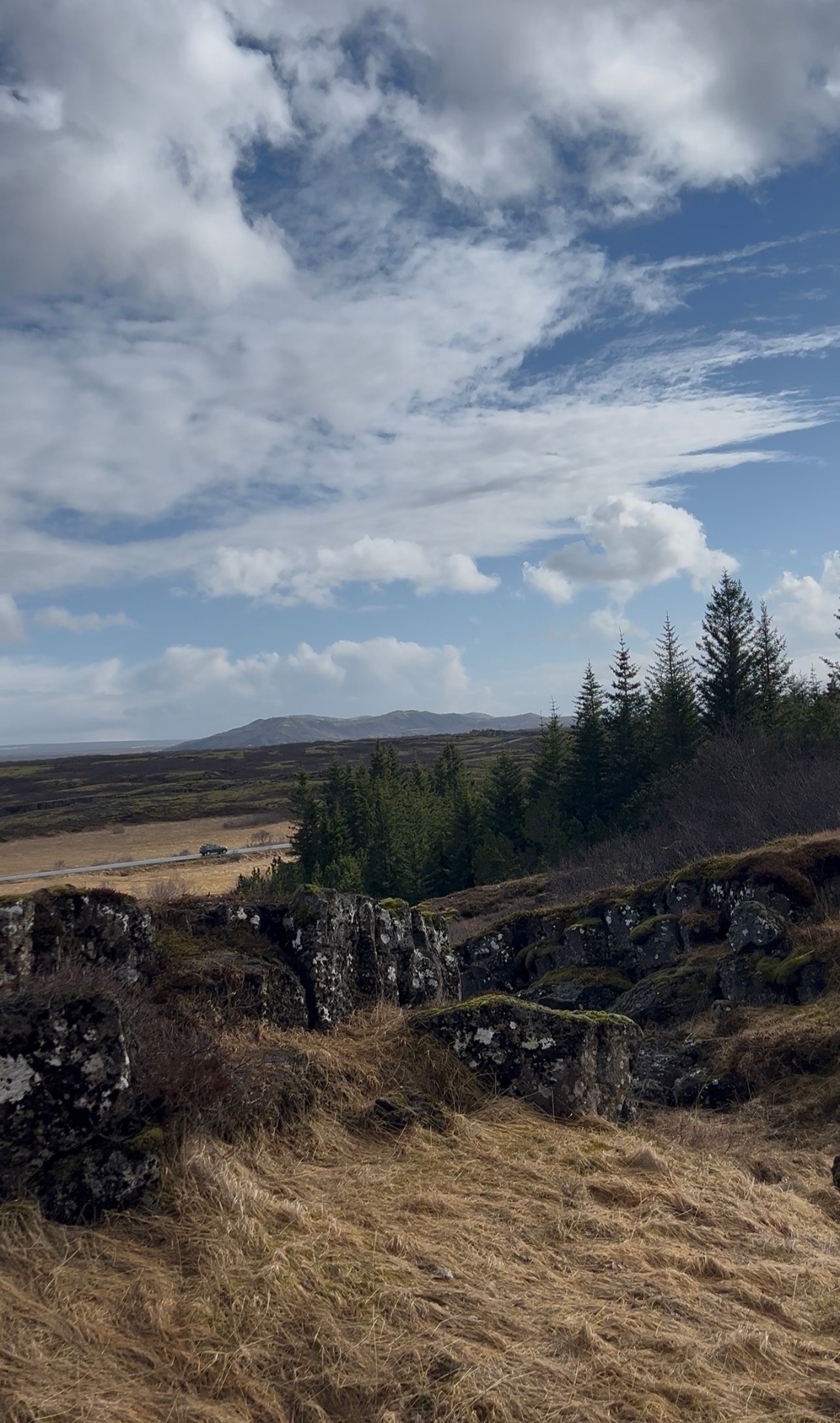 Lava field and pine trees under a wide Icelandic sky